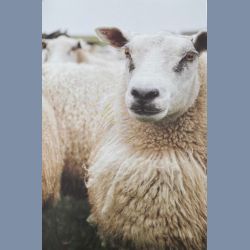 Bog: SKALL STRIK (DESIGN, NATUR &amp; NRVR)